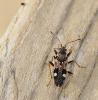 Beosus maritimus